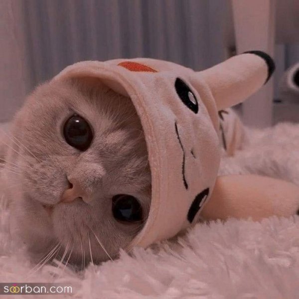 عکس گربه کیوت فانتزی