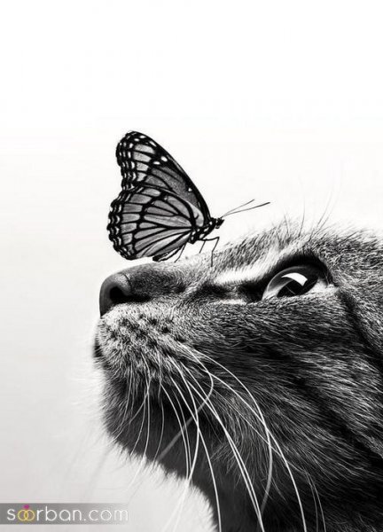 عکس گربه کیوت فانتزی