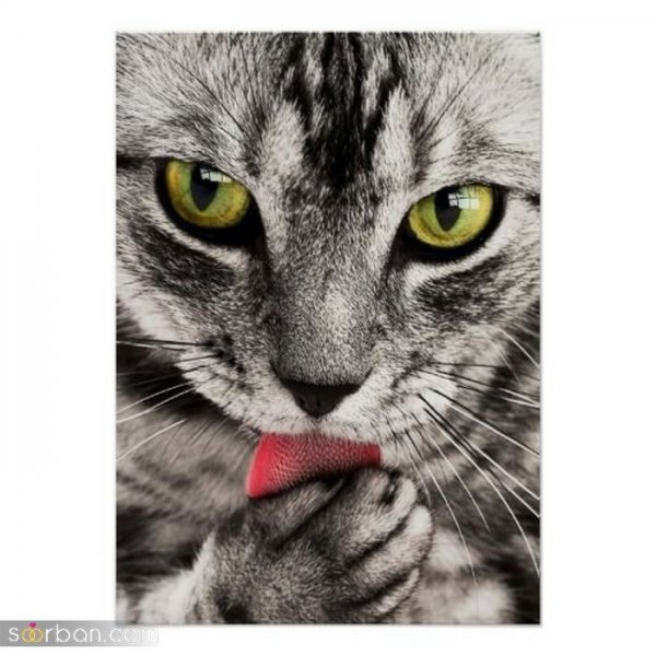 عکس گربه کیوت فانتزی