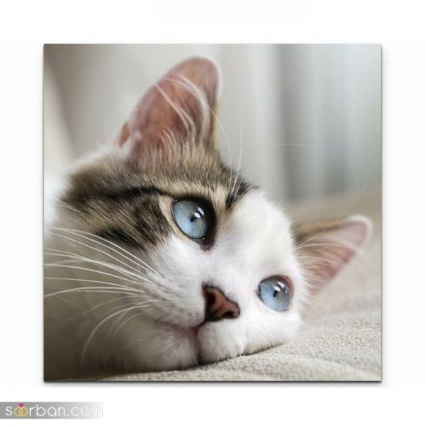  عکس گربه بامزه و کیوت برای پروفایل دخترونه