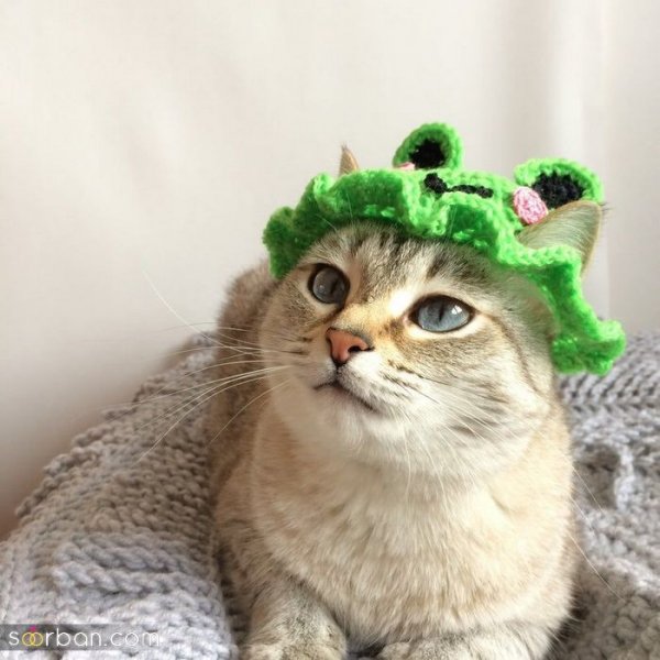  عکس گربه بامزه و کیوت برای پروفایل دخترونه