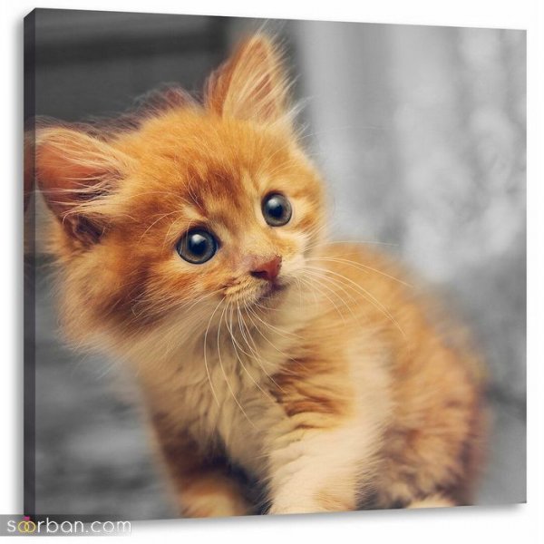  عکس گربه بامزه و کیوت برای پروفایل دخترونه