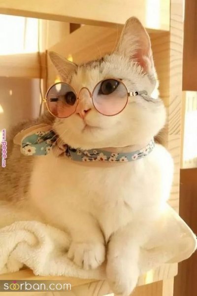 عکس گربه کیوت فانتزی