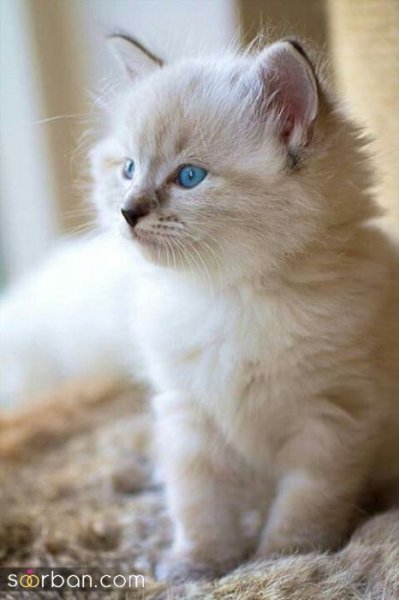 عکس گربه کیوت فانتزی