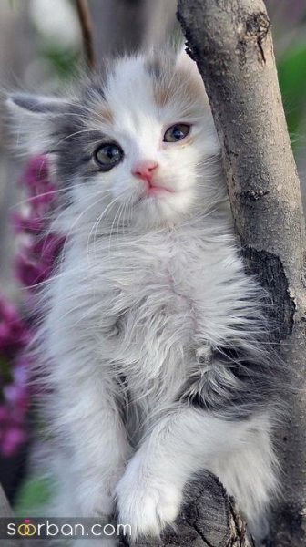عکس گربه کیوت فانتزی