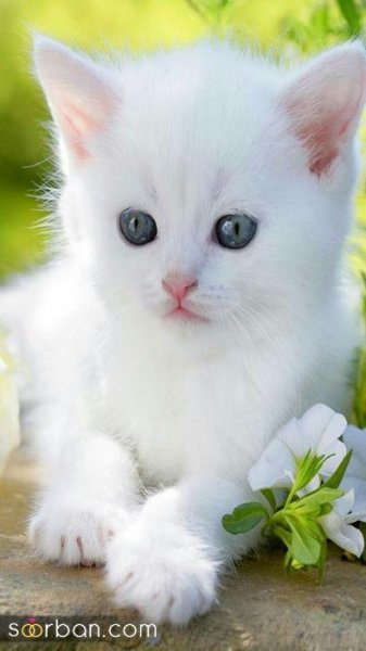 عکس گربه کیوت فانتزی