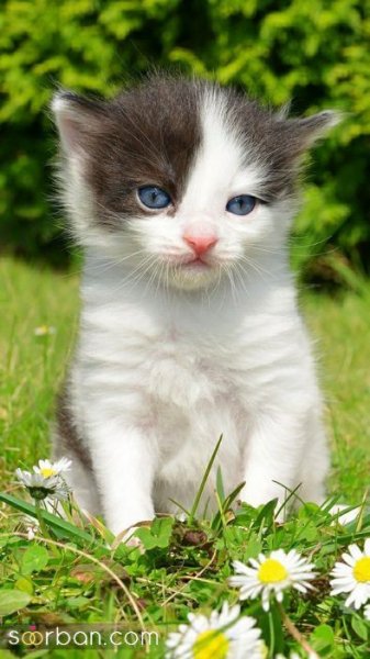 عکس گربه کیوت فانتزی