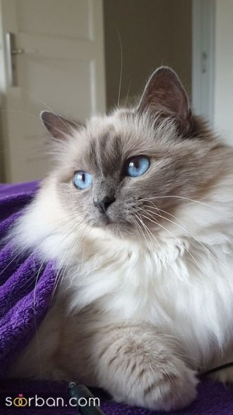  عکس پس زمینه گربه گوگولی برای گوشی