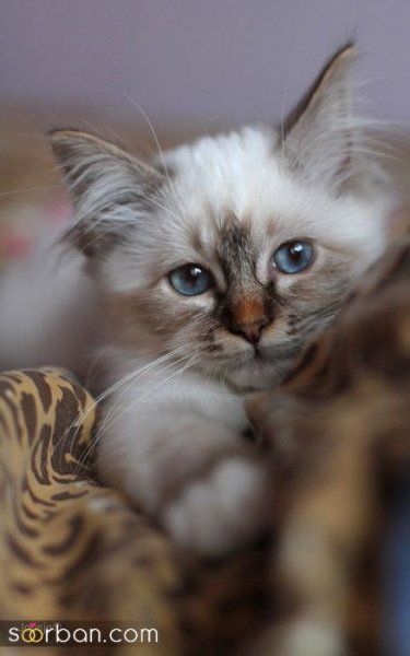  عکس پس زمینه گربه گوگولی برای گوشی