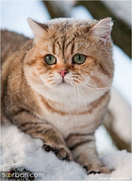  عکس پس زمینه گربه گوگولی برای گوشی