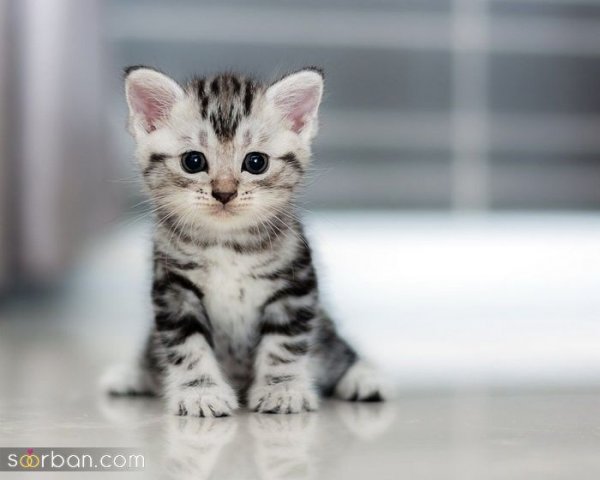  عکس پس زمینه گربه گوگولی برای گوشی