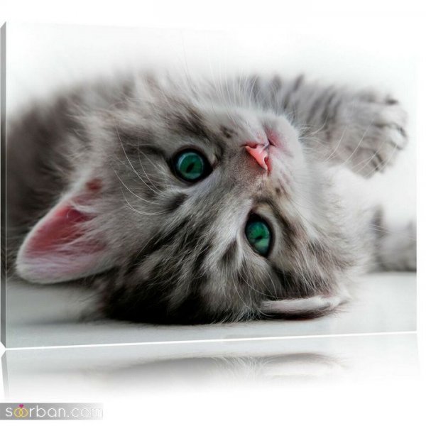  عکس پس زمینه گربه گوگولی برای گوشی