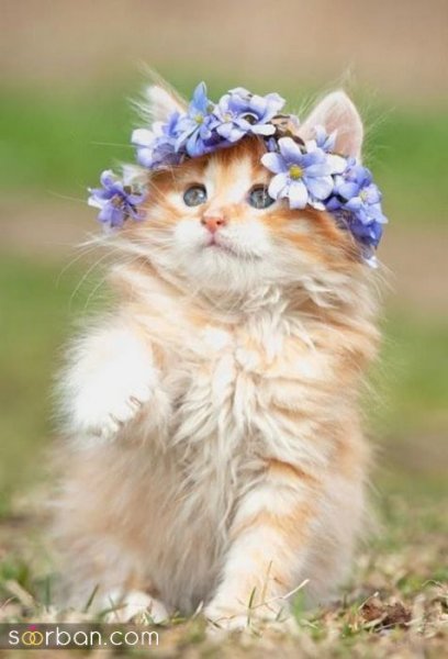  عکس پس زمینه گربه گوگولی برای گوشی