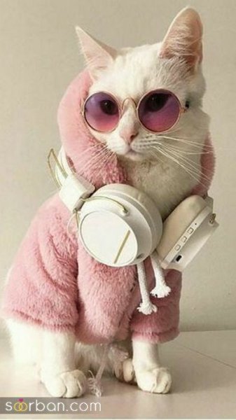  عکس پس زمینه گربه گوگولی برای گوشی