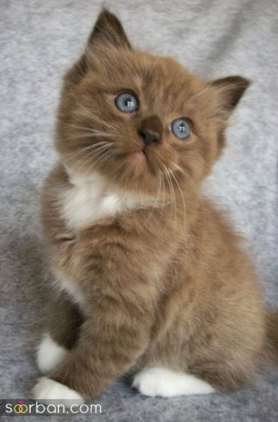  عکس پس زمینه گربه گوگولی برای گوشی