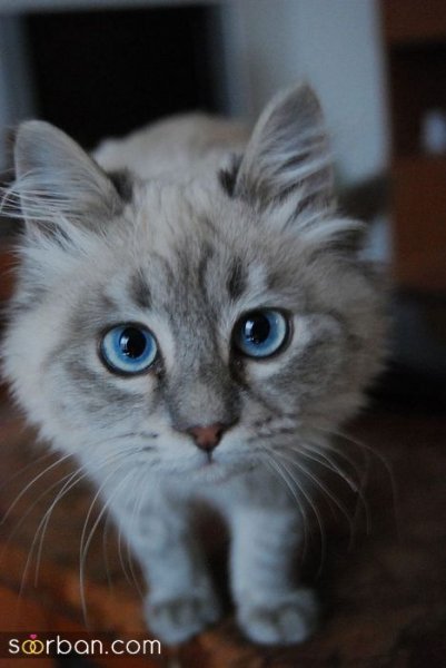  عکس پس زمینه گربه گوگولی برای گوشی