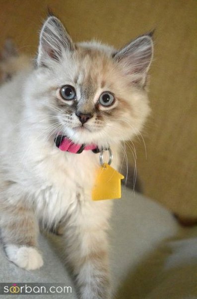  عکس پس زمینه گربه گوگولی برای گوشی