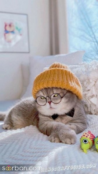  عکس پس زمینه گربه گوگولی برای گوشی