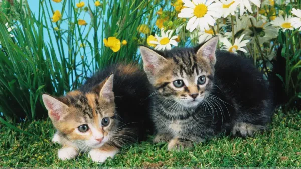  دانلود عکس گربه خوشگل برای بک گراند