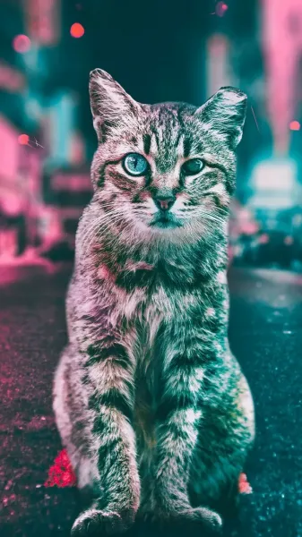  دانلود عکس گربه خوشگل برای بک گراند