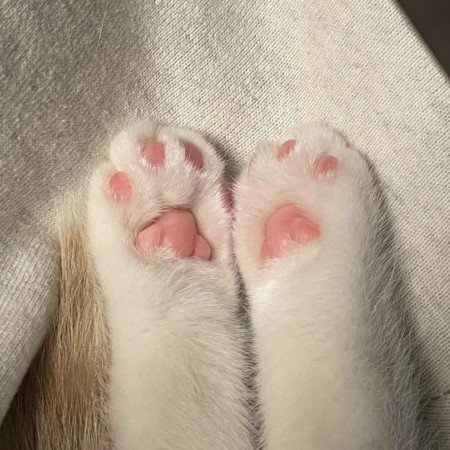 عکس پروفایل صورتی دخترانه برای واتساپ و تلگرام