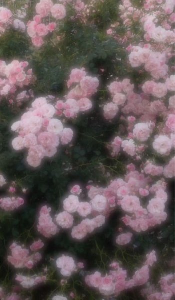  عکس پروفایل صورتی دخترانه برای واتساپ و تلگرام