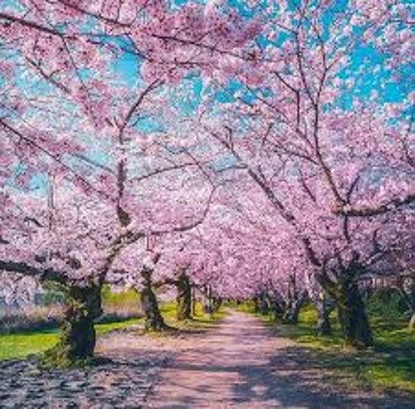  عکس پروفایل زیبا از طبیعت