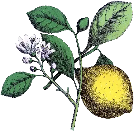  دانلود عکس لیمو با کیفیت عالی