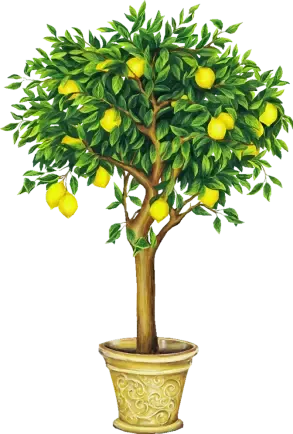  دانلود عکس لیمو با کیفیت عالی