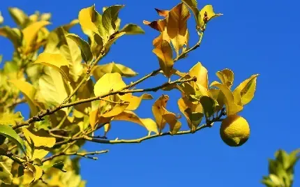  عکس لیمو برای پروفایل