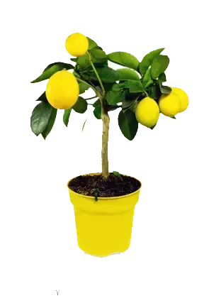  عکس لیمو کارتونی