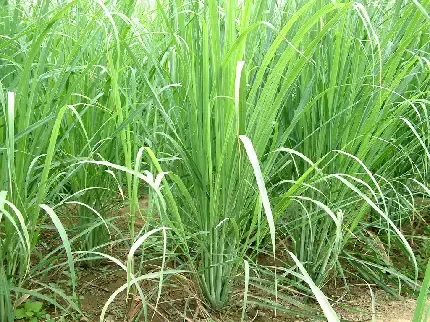 عکس لیمو شیرین