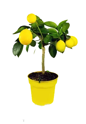 عکس لیمو شیرین