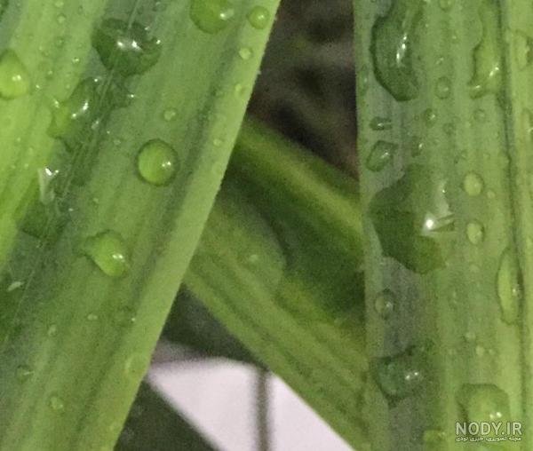  عکس سبز کم رنگ