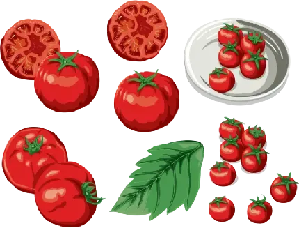  عکس بوته گوجه فرنگی کارتونی
