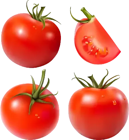  عکس بوته گوجه فرنگی کارتونی