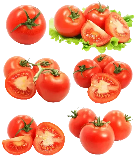  عکس بوته گوجه فرنگی کارتونی