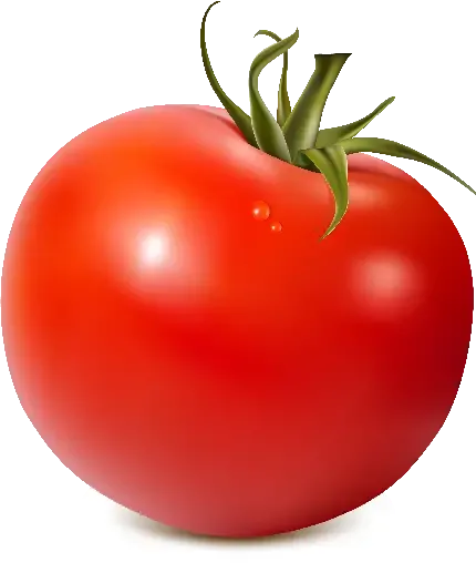  عکس بوته گوجه فرنگی کارتونی