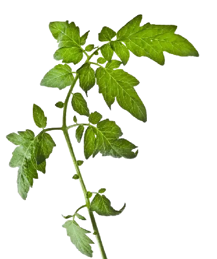  عکس بوته گوجه فرنگی کارتونی