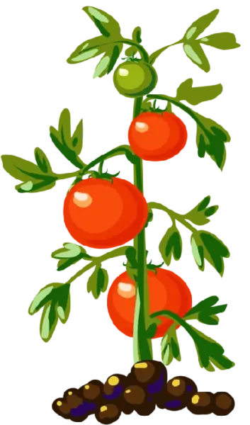  عکس بوته گوجه فرنگی کارتونی