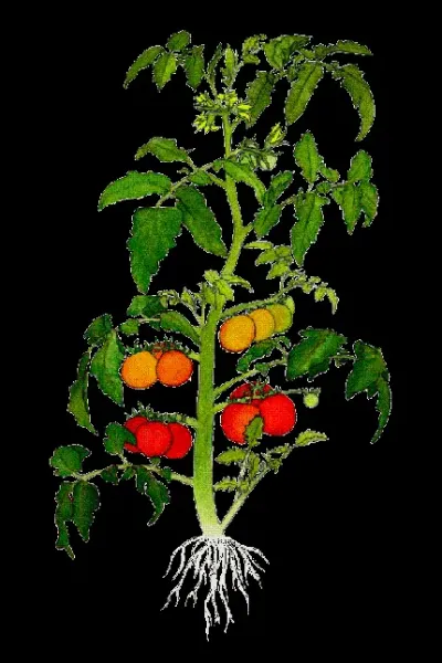  عکس بوته گوجه فرنگی کارتونی