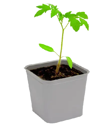  عکس بوته گوجه فرنگی کارتونی