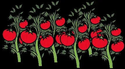  عکس بوته گوجه فرنگی کارتونی