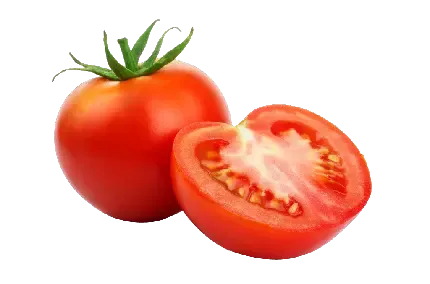  عکس بوته گوجه فرنگی کارتونی