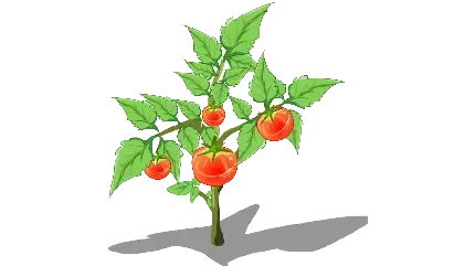  عکس بوته گوجه فرنگی کارتونی