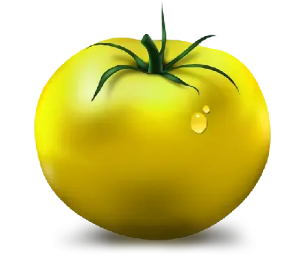  عکس بوته گوجه فرنگی کارتونی