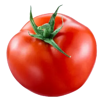  عکس بوته گوجه فرنگی کارتونی