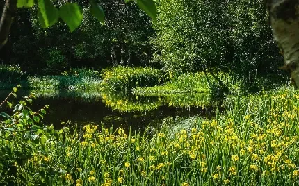 دانلود عکس درختان سرسبز در کنار رودخانه