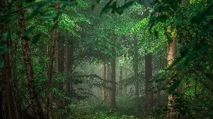  دانلود عکس درختان سرسبز در کنار رودخانه