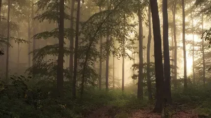  دانلود عکس درختان سرسبز در کنار رودخانه